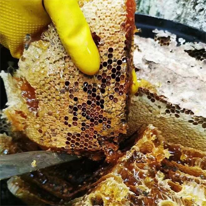 大热门蜂蜜品牌发布谁将夺得榜首？mg不朽情缘游戏网站2025年十(图10)